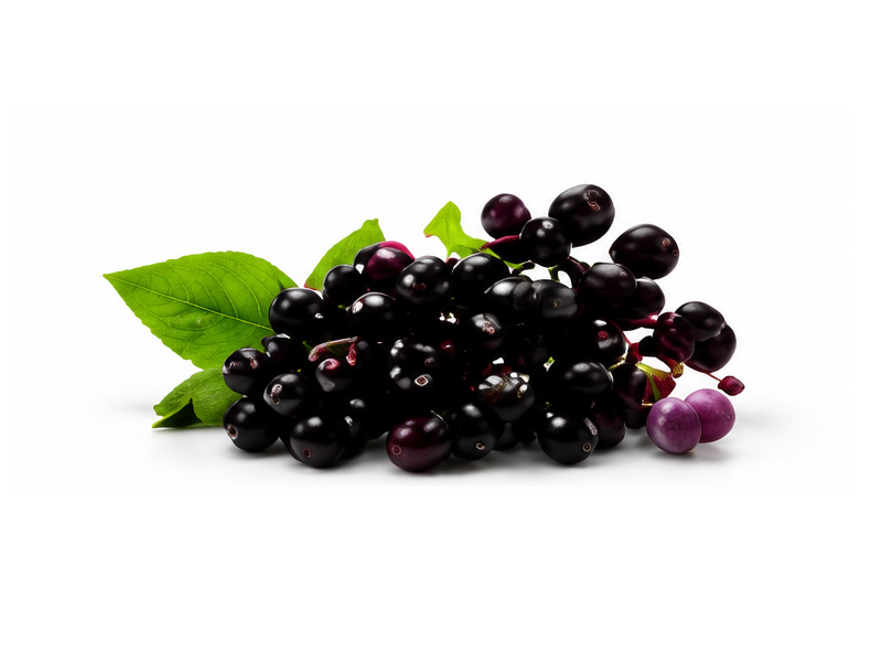 Elderberry Extract (Sambucus nigra L.)